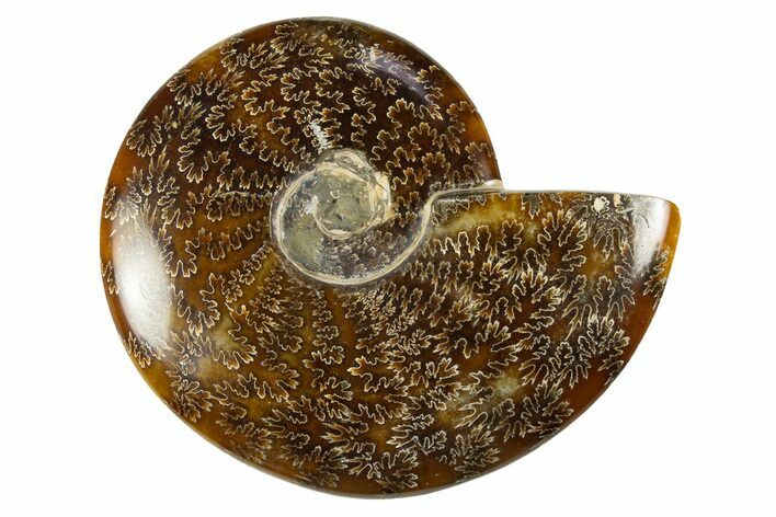 Polished Cretaceous Ammonite (Cleoniceras) Fossil - Madagascar #303886